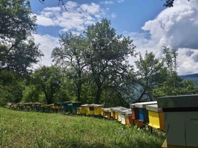 Proizvedemo 3.000 tegli ajvara i do Nove godine sve rasprodamo