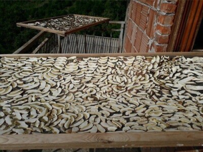 Proizvedemo 3.000 tegli ajvara i do Nove godine sve rasprodamo