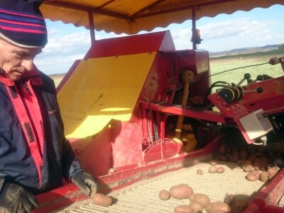 Proizvođači krumpira u Međimurju žale se na nisku otkupnu cijenu