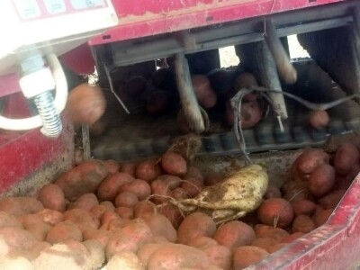 Proizvođači krumpira u Međimurju žale se na nisku otkupnu cijenu