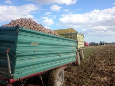 Proizvođači krumpira u Međimurju žale se na nisku otkupnu cijenu