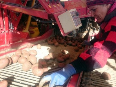 Proizvođači krumpira u Međimurju žale se na nisku otkupnu cijenu