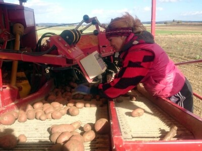 Proizvođači krumpira u Međimurju žale se na nisku otkupnu cijenu