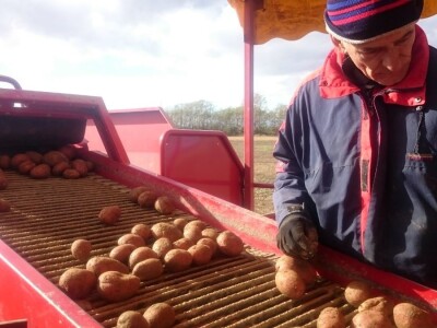 Proizvođači krumpira u Međimurju žale se na nisku otkupnu cijenu