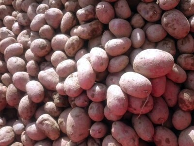 Proizvođači krumpira u Međimurju žale se na nisku otkupnu cijenu