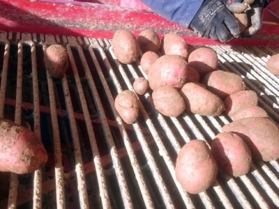 Proizvođači krumpira u Međimurju žale se na nisku otkupnu cijenu