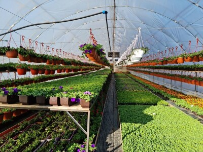 Proizvode preko 70 vrsta cvijetnica