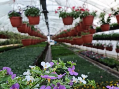 Proizvode preko 70 vrsta cvijetnica