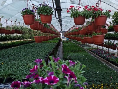 Proizvode preko 70 vrsta cvijetnica