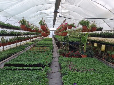 Proizvode preko 70 vrsta cvijetnica