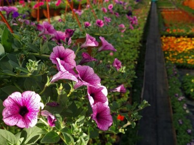 Proizvode preko 70 vrsta cvijetnica