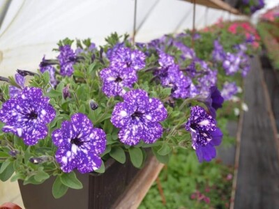 Proizvode preko 70 vrsta cvijetnica