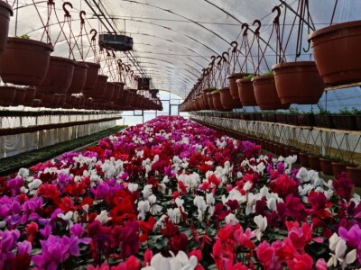 Proizvode preko 70 vrsta cvijetnica