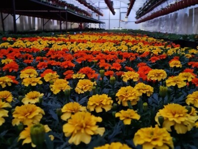 Proizvode preko 70 vrsta cvijetnica