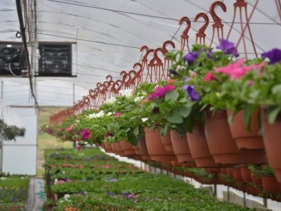 Proizvode preko 70 vrsta cvijetnica