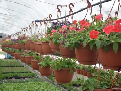 Proizvode preko 70 vrsta cvijetnica