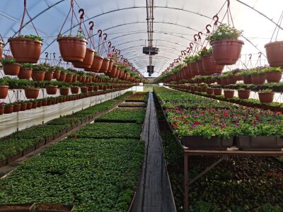 Proizvode preko 70 vrsta cvijetnica