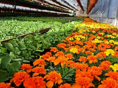 Proizvode preko 70 vrsta cvijetnica