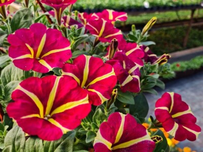 Proizvode preko 70 vrsta cvijetnica