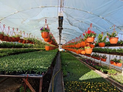 Proizvode preko 70 vrsta cvijetnica