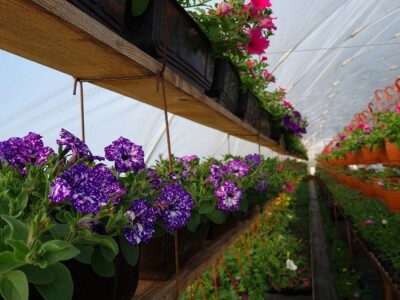 Proizvode preko 70 vrsta cvijetnica