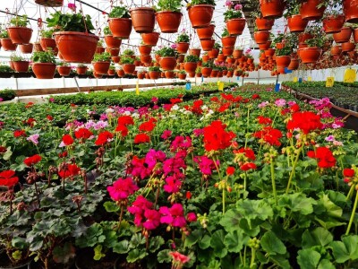 Proizvode preko 70 vrsta cvijetnica