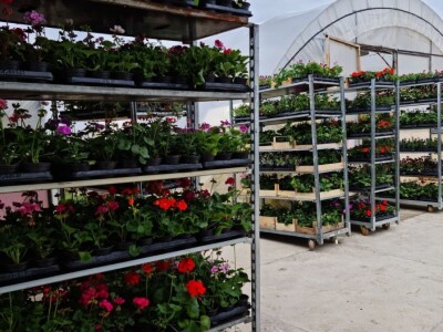 Proizvode preko 70 vrsta cvijetnica