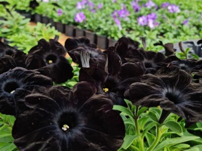 Proizvode preko 70 vrsta cvijetnica