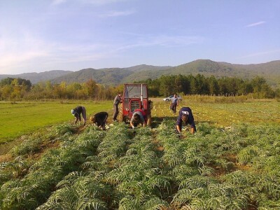 Proizvodnja artičoke u podnožju Suve planine