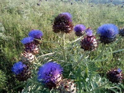 Proizvodnja artičoke u podnožju Suve planine