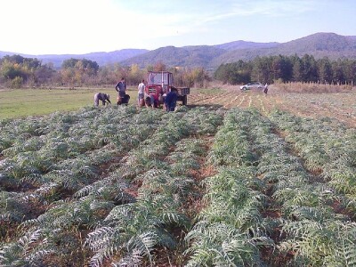Proizvodnja artičoke u podnožju Suve planine