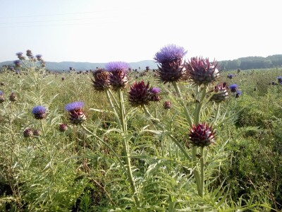 Proizvodnja artičoke u podnožju Suve planine