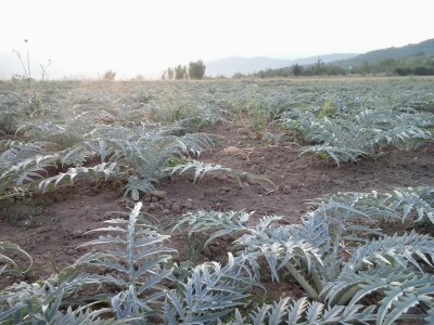 Proizvodnja artičoke u podnožju Suve planine