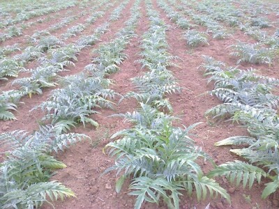 Proizvodnja artičoke u podnožju Suve planine