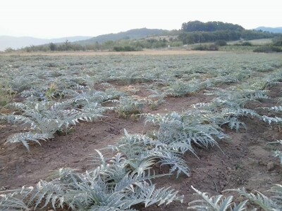 Proizvodnja artičoke u podnožju Suve planine