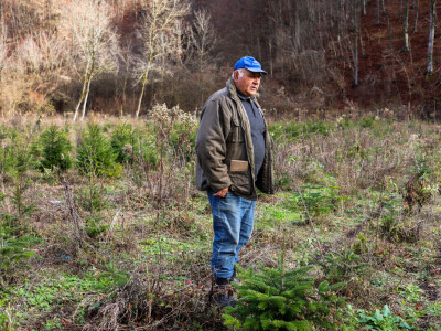 Proizvodnja božićnih drvaca kod Đure Japarića