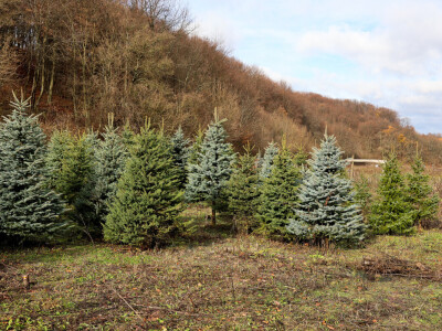 Proizvodnja božićnih drvaca kod Đure Japarića