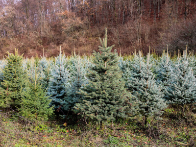 Proizvodnja božićnih drvaca kod Đure Japarića