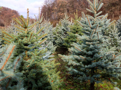 Proizvodnja božićnih drvaca kod Đure Japarića