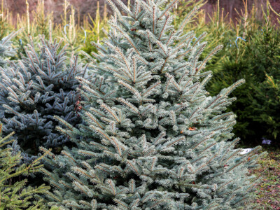 Proizvodnja božićnih drvaca kod Đure Japarića