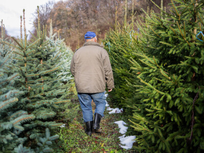 Proizvodnja božićnih drvaca kod Đure Japarića