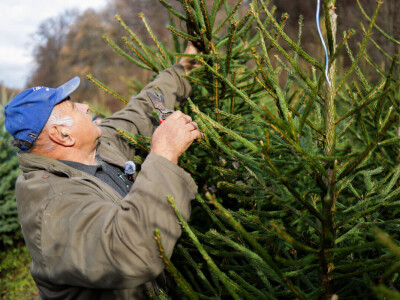 Proizvodnja božićnih drvaca kod Đure Japarića