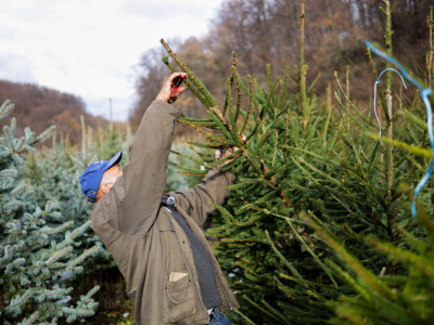 Proizvodnja božićnih drvaca kod Đure Japarića