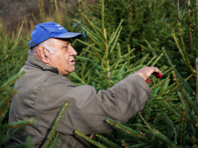 Proizvodnja božićnih drvaca kod Đure Japarića