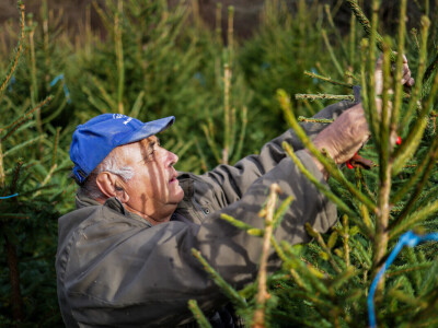 Proizvodnja božićnih drvaca kod Đure Japarića