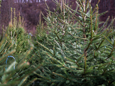 Proizvodnja božićnih drvaca kod Đure Japarića