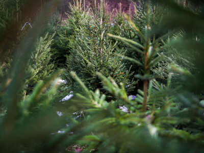 Proizvodnja božićnih drvaca kod Đure Japarića