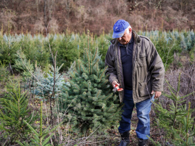Proizvodnja božićnih drvaca kod Đure Japarića