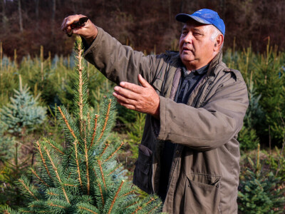 Proizvodnja božićnih drvaca kod Đure Japarića