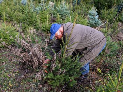 Proizvodnja božićnih drvaca kod Đure Japarića